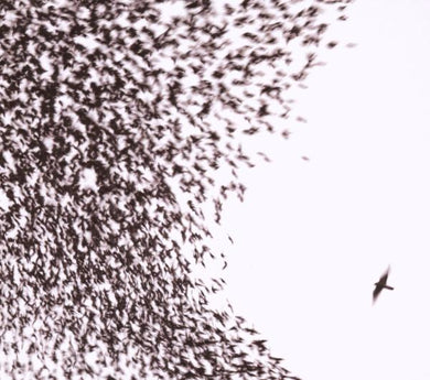 Artist: WILCO - Album: SKY BLUE SKY(TOUR EDITION)