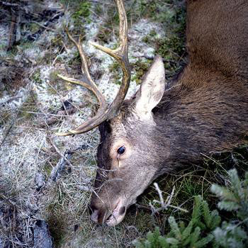 Artist: GIRLS IN HAWAII - Album: PLAN YOUR ESCAPE