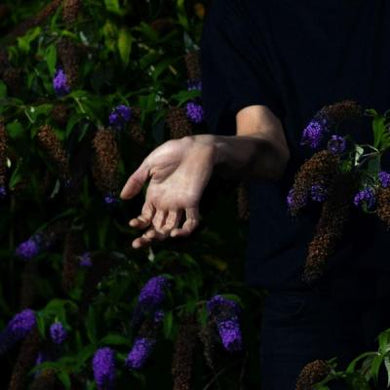 Artist: NORDMANN - Album: IN VELVET